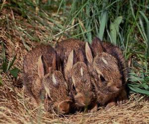 пазл Три кролики ждет ее мама
